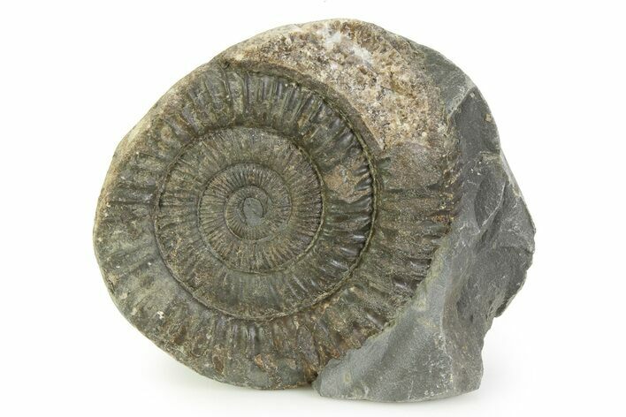 Jurassic Ammonite (Dactylioceras) Fossil - England #351324